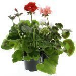 Pelargoni