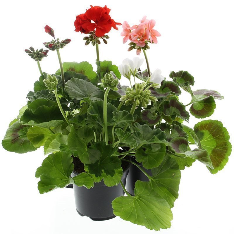 Pelargoni