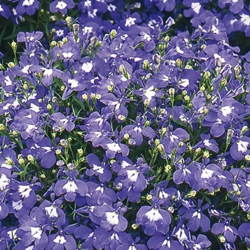 Siemenpussi Lobelia Riippa- Saphir