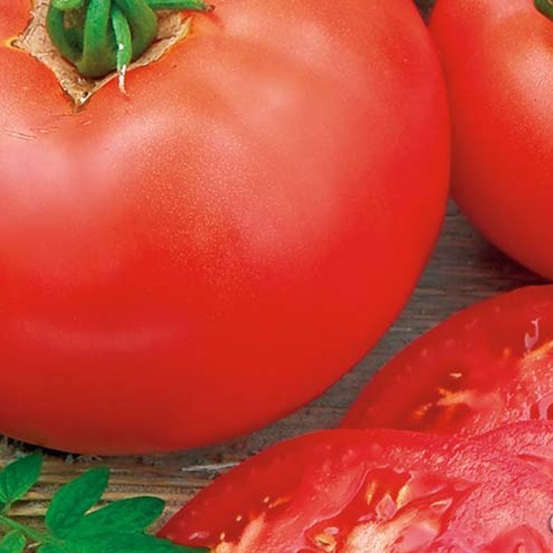 Siemenpussi Tomaatti Moneymaker